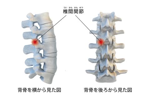 横腰|【右側・左側】片側だけ痛い腰痛の原因と対処法を専。